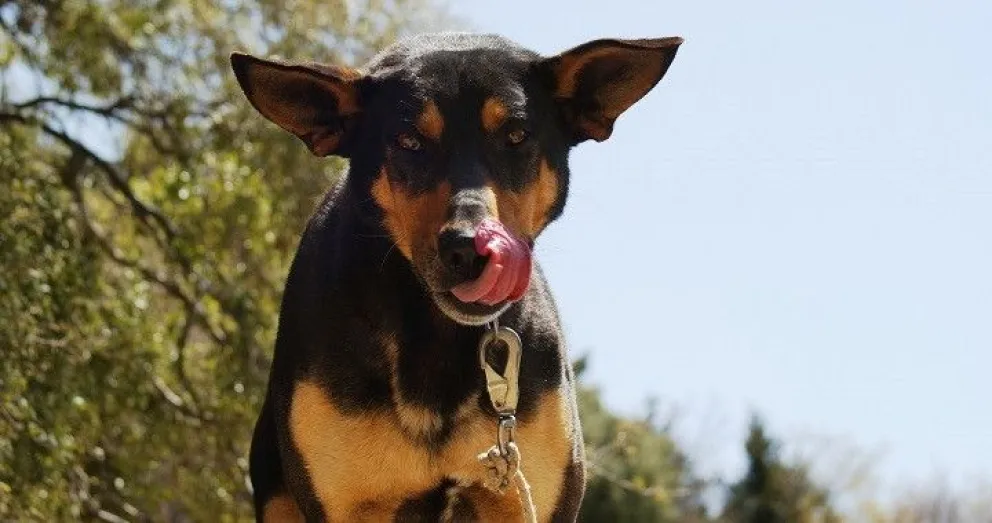 Lo lamió su perro y sufrió lo peor: se despertó 10 días después sin piernas ni brazos