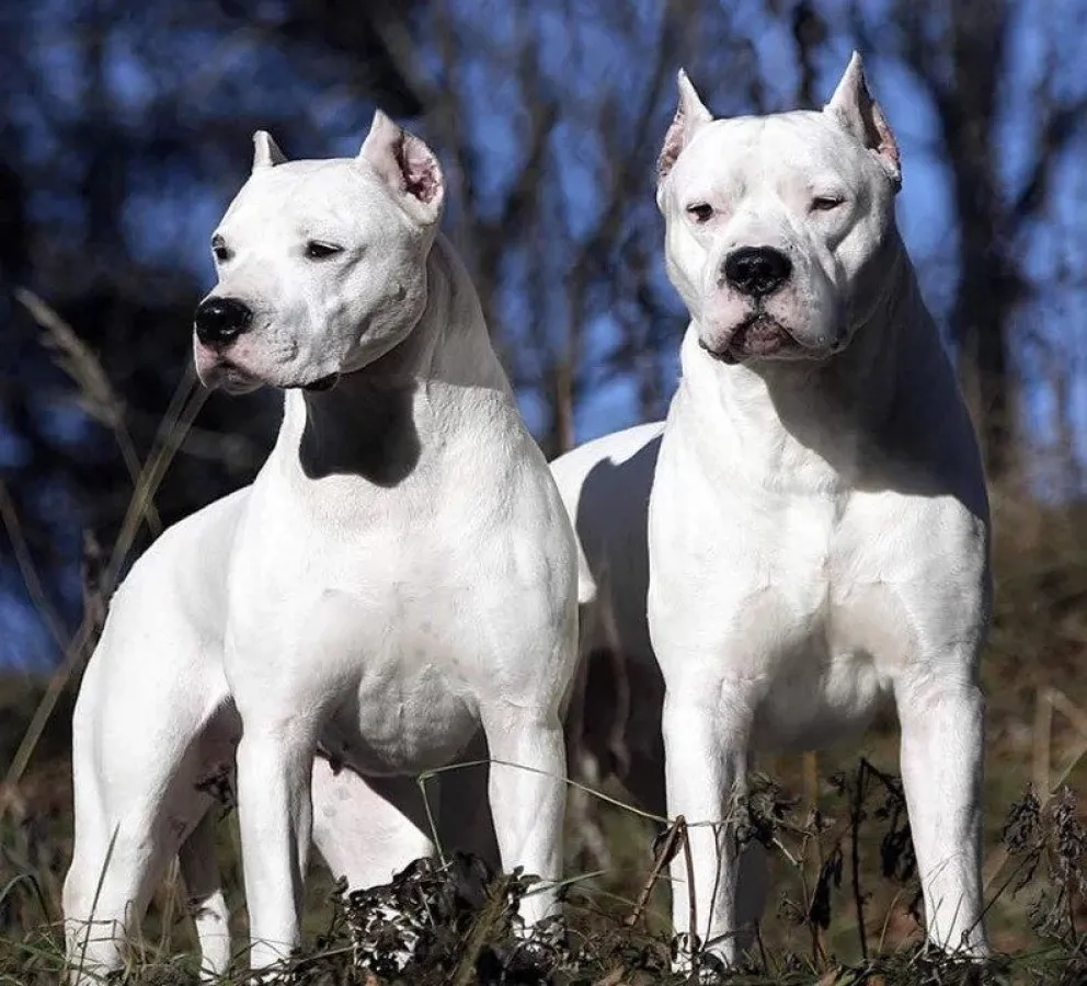 Impresionante: salteña fue atacada salvajemente por dos perros "Dogo Argentino"