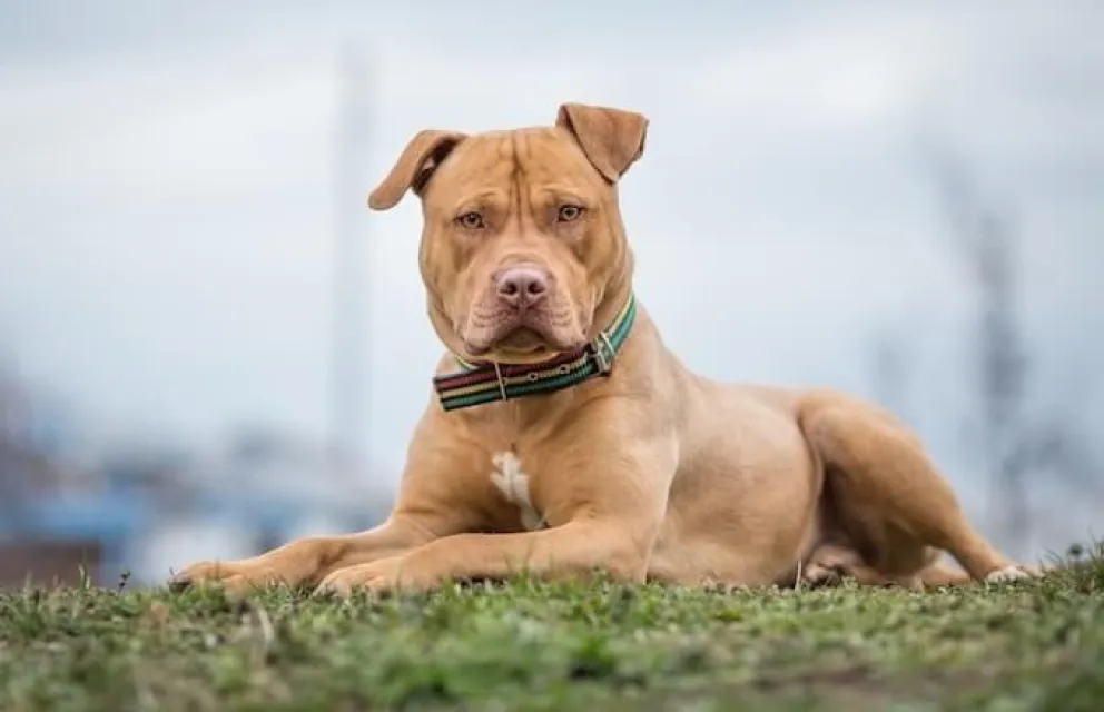 Un joven con síndrome de down murió al ser atacado por su pitbull