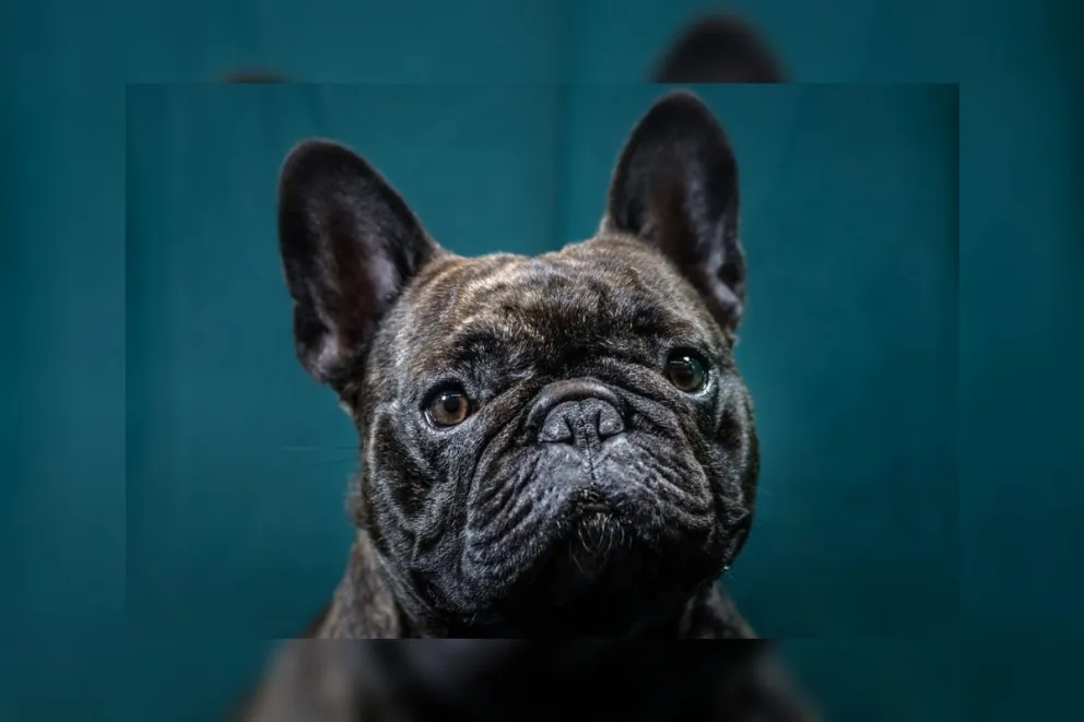 El amor es más fuerte: un perro murió 15 minutos después que su dueño