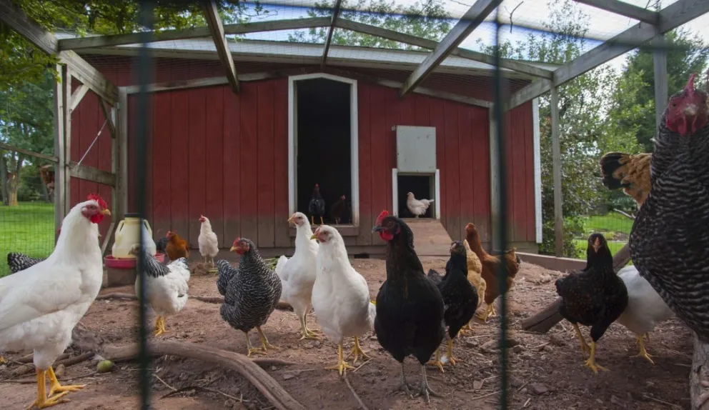 Insólito: separaron a los gallos de las gallinas para evitar que sean abusadas