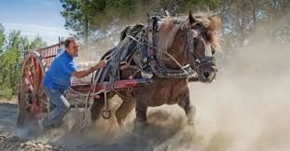 Video. Maltrato Animal: caballo de desploma en una prueba de tiro y arrastre