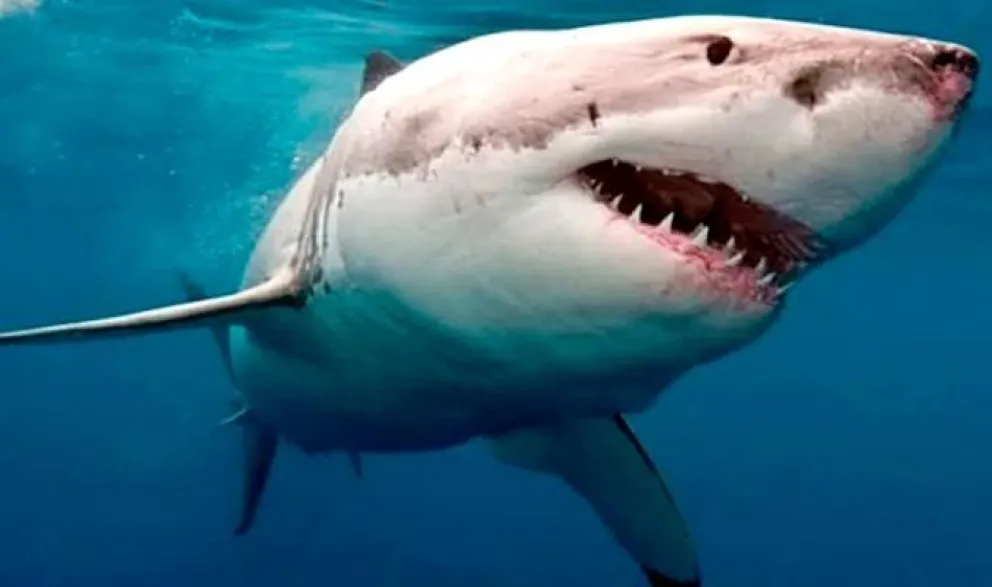 VIDEO. Aterrador momento en el que un tiburón de cinco metros roza el velero de una familia