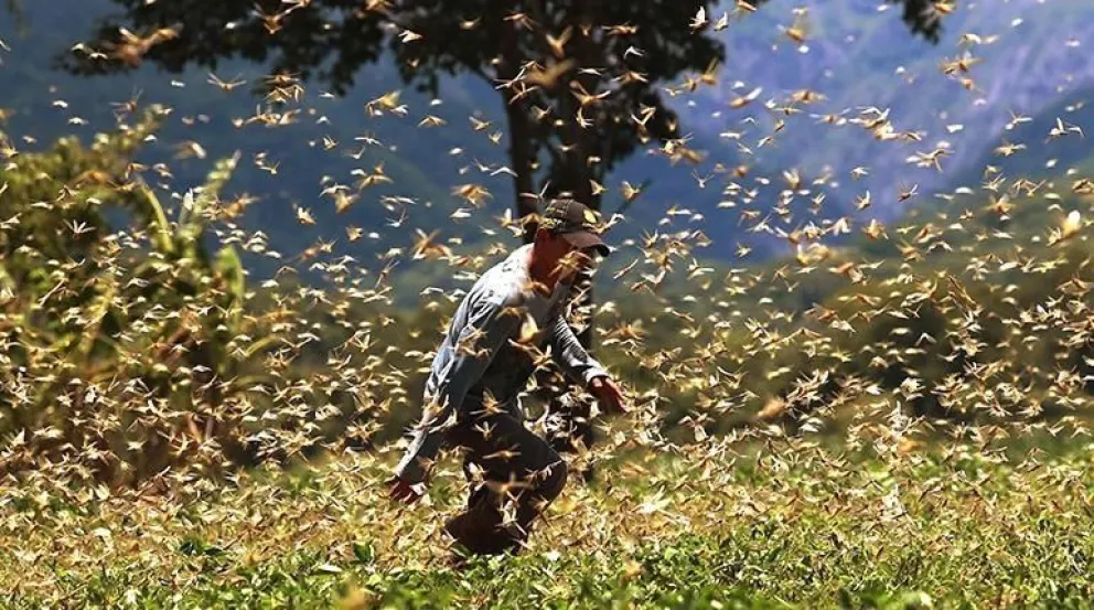 Alerta: una plaga de langostas llegó a Salta