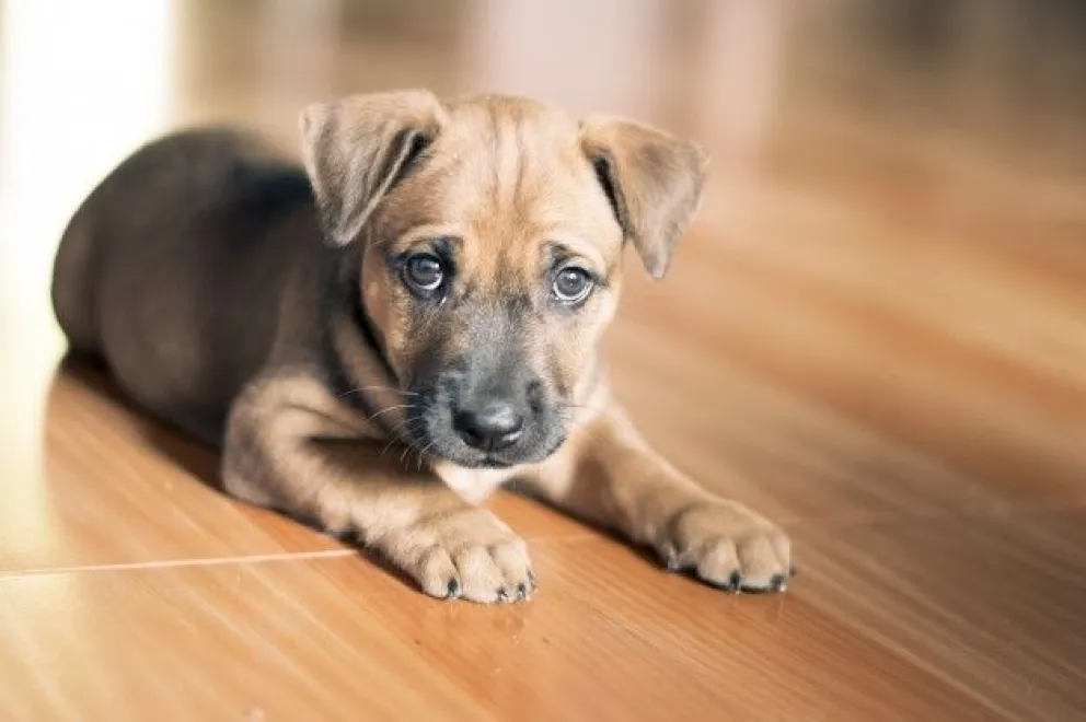 Desgarrador: una mujer le apagó un cigarrillo en los ojos a un perrito, y luego le quebró las patas
