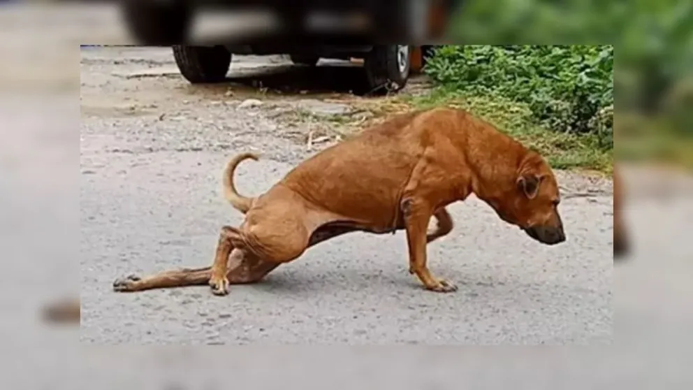 VIDEO. ¡Al Colón!: el perro realiza una gran actuación para dar lástima y conseguir comida