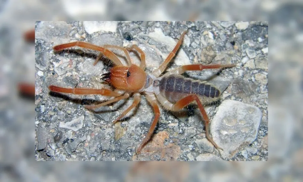 Aterrador: apareció una araña que sería carnívora