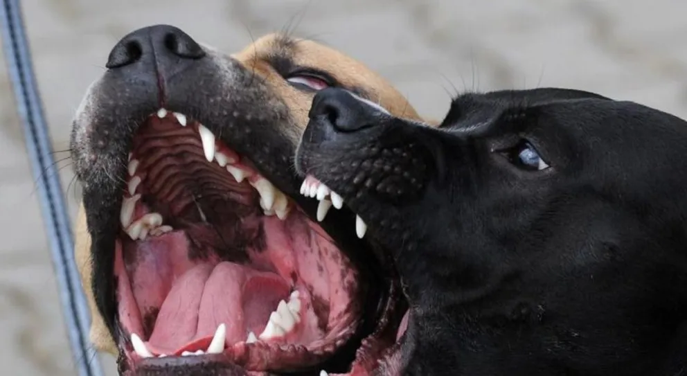 Horror: mujer fue atacada salvajemente por perros cuando caminaba por la playa