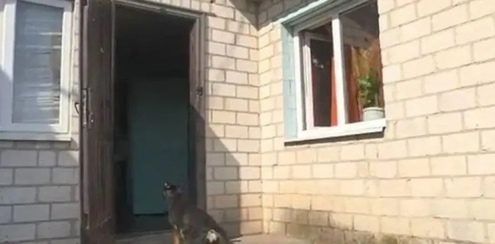 Agobiada de la violencia, mató a su marido y le dio de comer sus genitales al perro