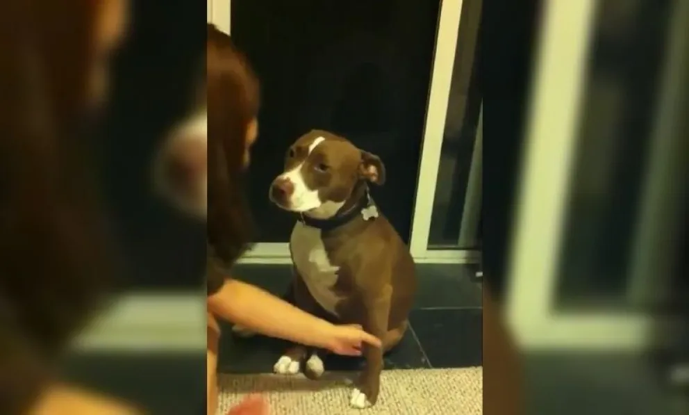Súper dramático: pitbull finge un desmayo para que su dueña no le corte las uñas