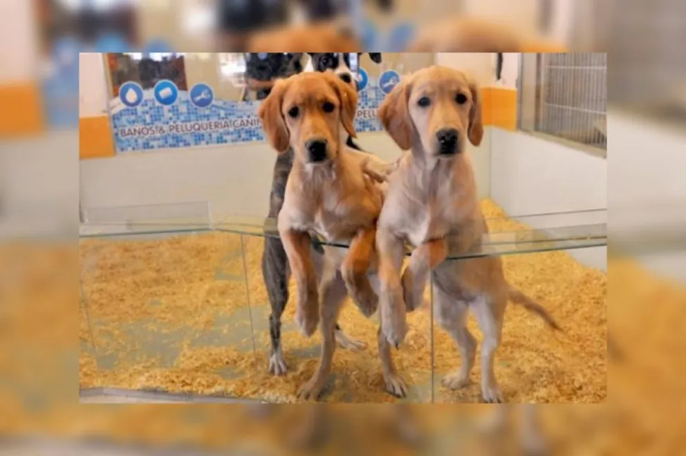 Ya no más: quieren prohibir la venta de animales en vidrieras