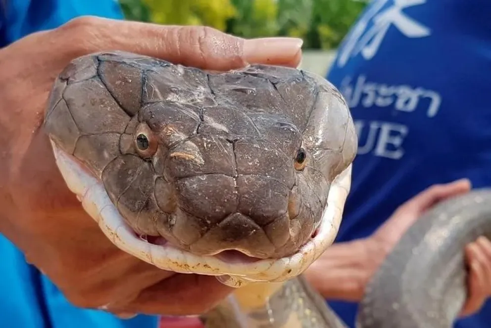 ¡Qué miedo! Impactante momento en el que rescatan a una terrorífica cobra rey
