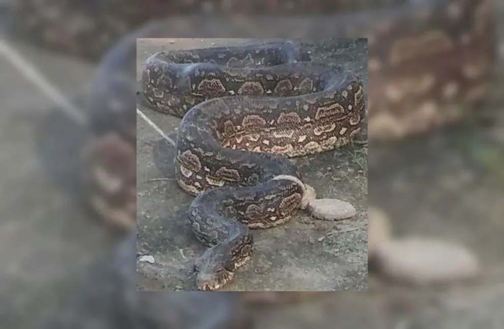 Insólito: encontraron una horrible serpiente y la adoptaron como mascota