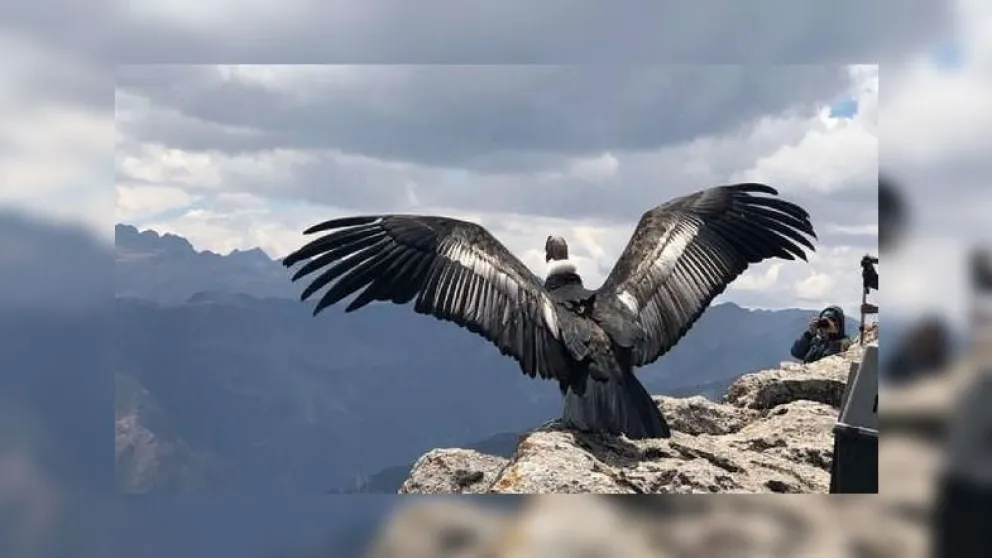 VIDEO. Hermoso momento: liberaron a un cóndor en Cafayate