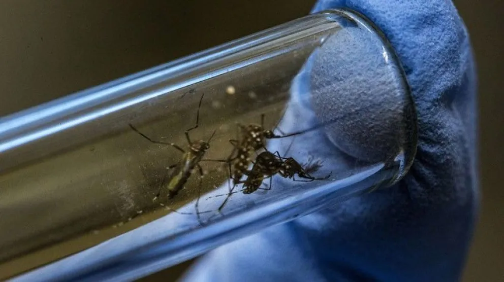 Gran noticia: al momento no se reportaron casos de dengue, zika y chikungunya en la Provincia
