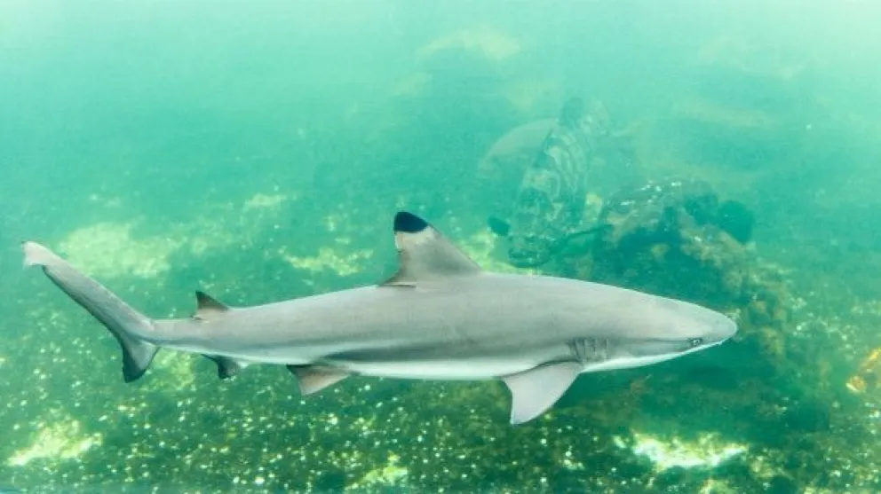 Espeluznante: fueron al acuario a mirar los tiburones, y se retiraron a los gritos