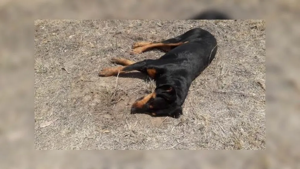 Murieron un montón de perros envenenados en un barrio salteño: se investiga si hay personas perjudicadas