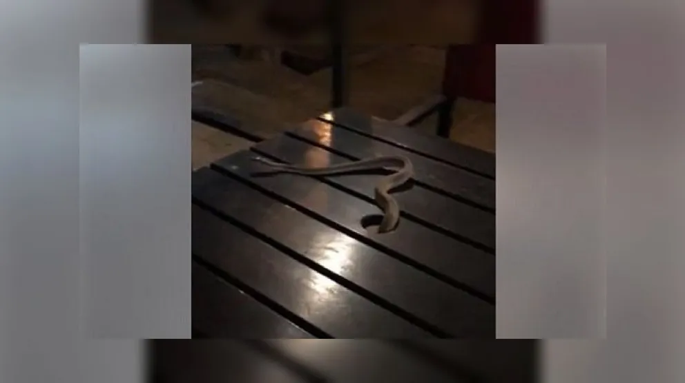 VIDEO. Insólito: le cayó una víbora en la mesa mientras tomaba un café