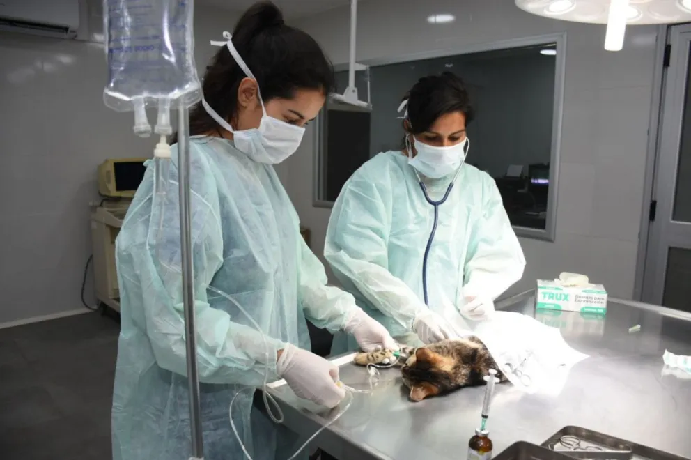 Éxito total del Hospital de Mascotas:  conocé cuántos casos atendieron