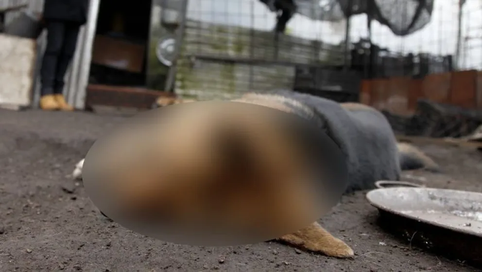 Masacre de perros: el finquero se hizo presente en el Juzgado, pero quedó en libertad