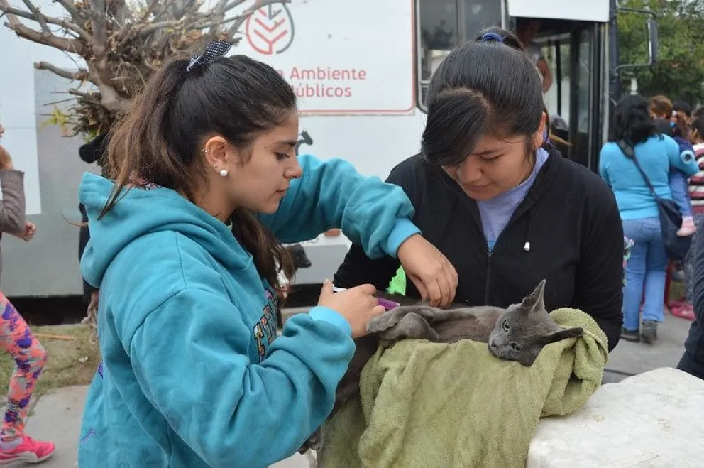 Castraciones y vacunaciones de mascotas: conocé el cronograma