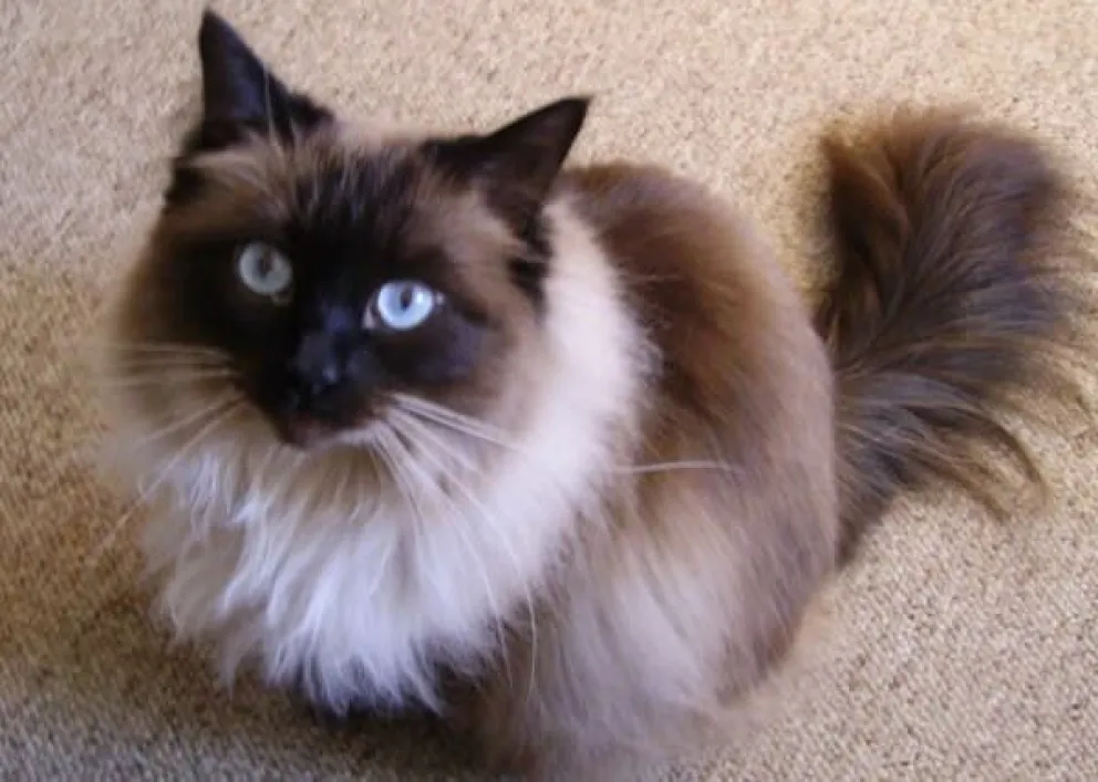 Increíble: fue a tatuarse a su gato, y cuando salió no podía creer lo que le hicieron