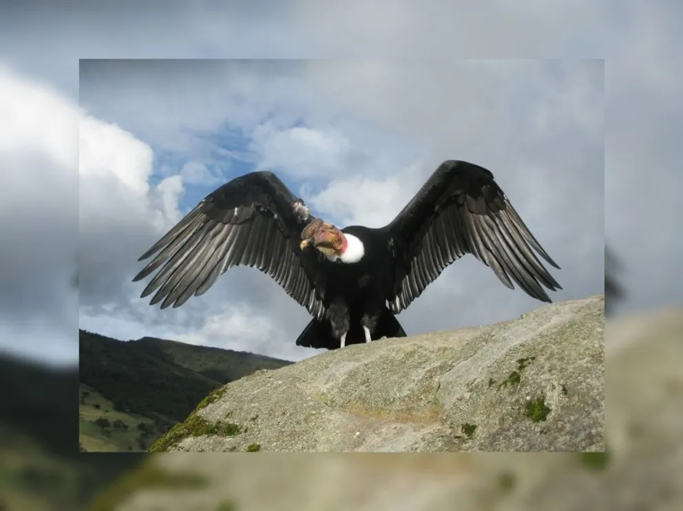 Emocionante: liberarán un Cóndor en Piedra del Molino