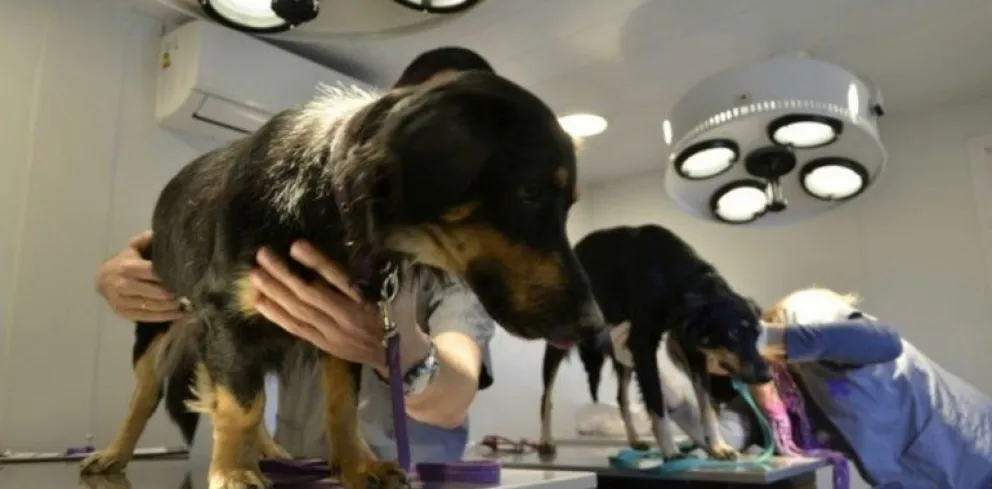 Conocé todo lo que tenés que saber si vas a hacer uso del Hospital de Mascotas y que no rechacen tu animalito