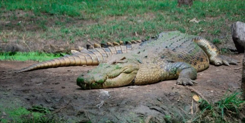 Impactante momento en el que un cocodrilo se come a un perro frente a su dueño