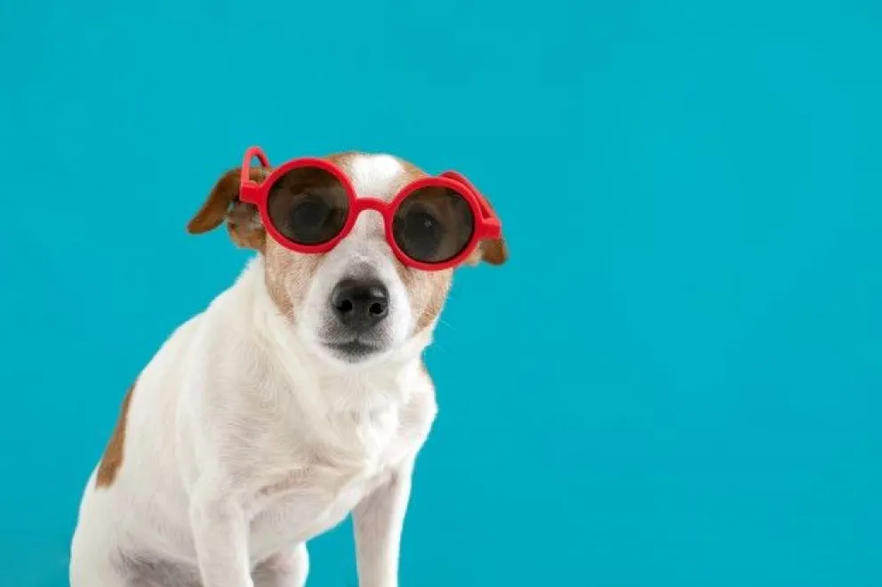 Tu mascota te puede ayudar a ganar un premio: enterate de qué se trata