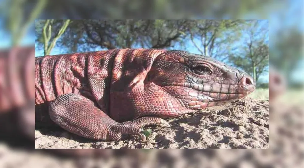 Chaco salteño: se autorizó la caza de iguanas para consumir y para la venta de cuero