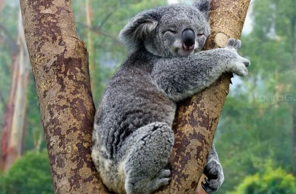 Para aplaudir: el heroico rescate de un koala en medio de un incendio