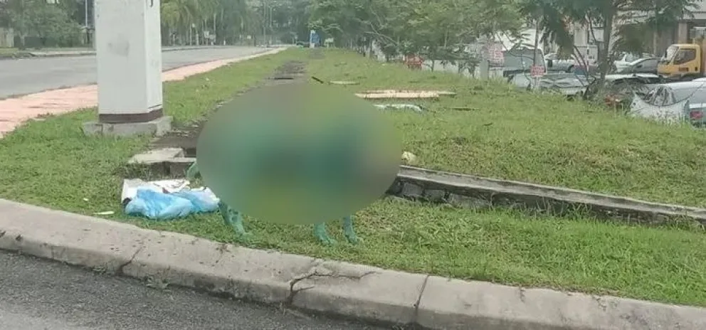 Sin corazón: pintaron de verde a un perrito en situación de calle
