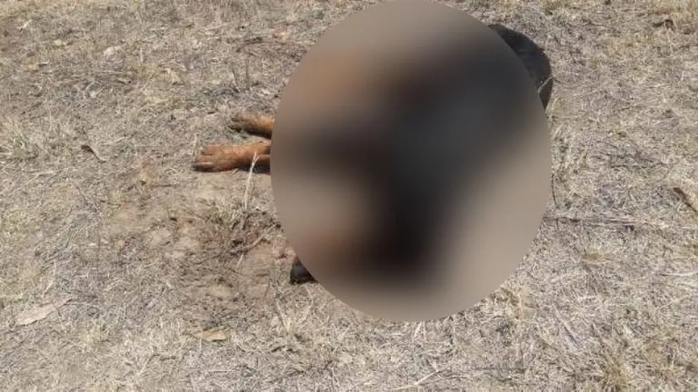 Masacre de perros: ¿Cuál fue el veneno utilizado para matarlos?