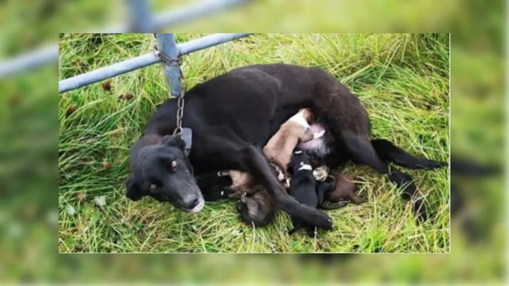 Madraza: una perrita fue encadenada pero nunca dejó de cuidar a sus bebitos