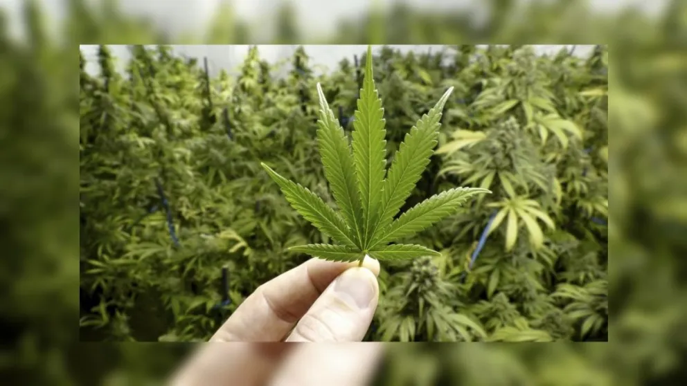 Hasta las manos: condenaron a un salteño por poseer una cantidad importante de marihuana en su casa