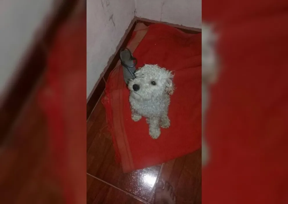 ¡Llamado a la solidaridad! Salteñita perdió a su perro y lo busca desesperadamente