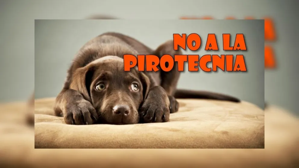 No a la pirotecnia: proteccionistas salteños pedirán la prohibición de los cohetes