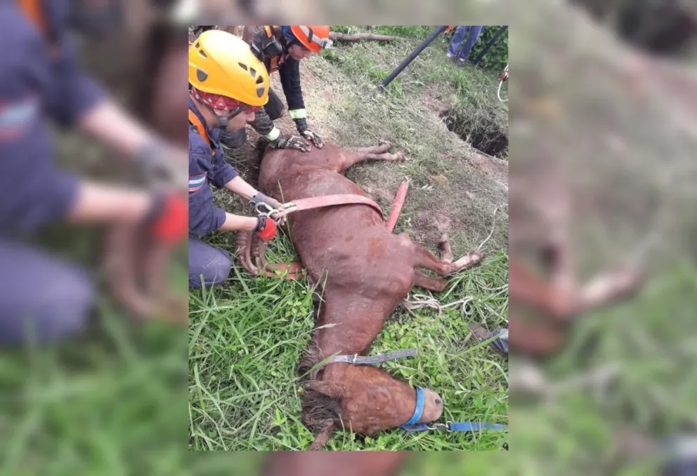 Dramático rescate de un caballito que cayó en un pozo