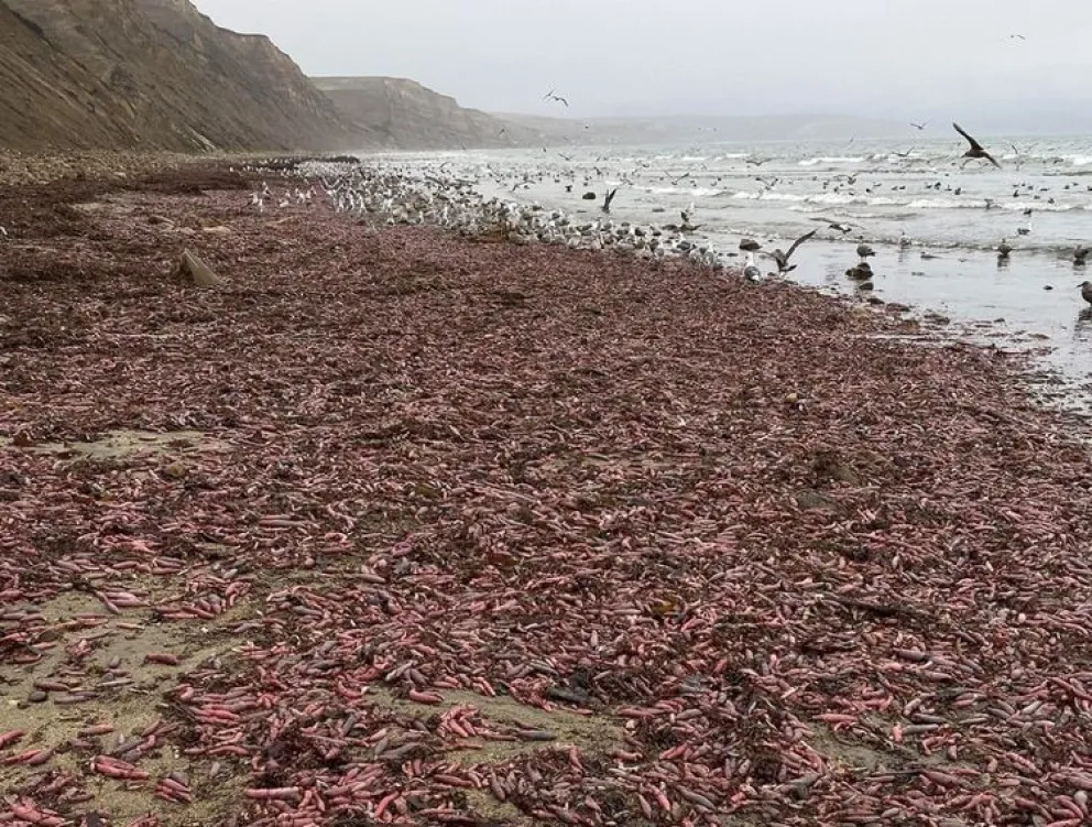 De locos: invasión de "peces pene" en una playa