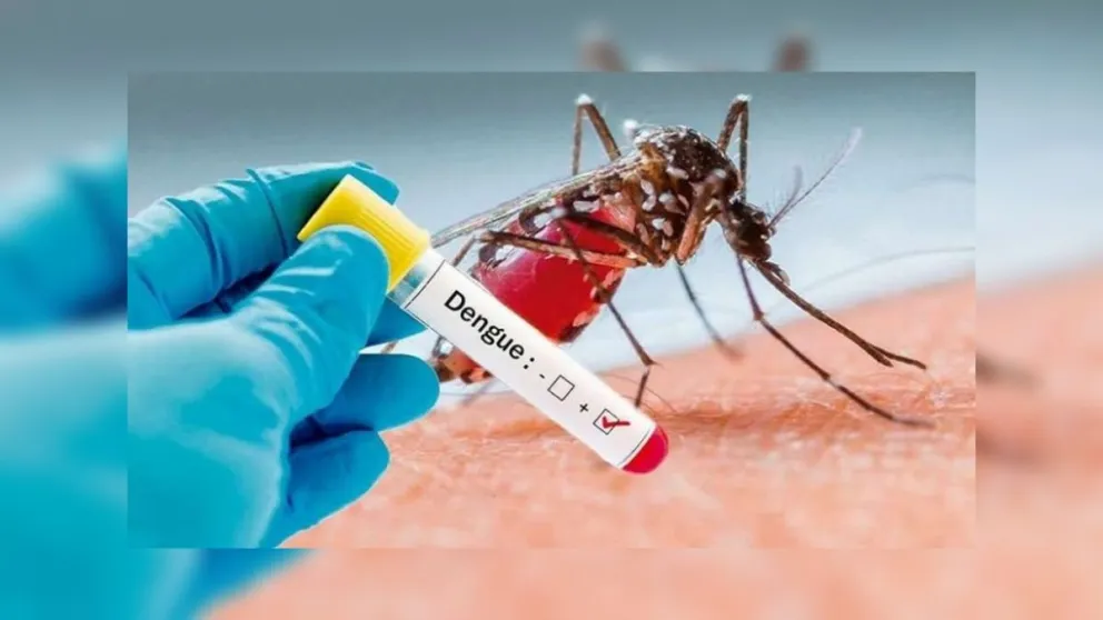 Dengue en Salta: ¿cómo prevenirlo?