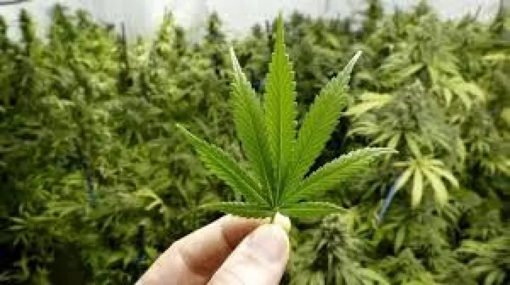 Atraparon a una salteña con gran cantidad de marihuana: ¿dónde?