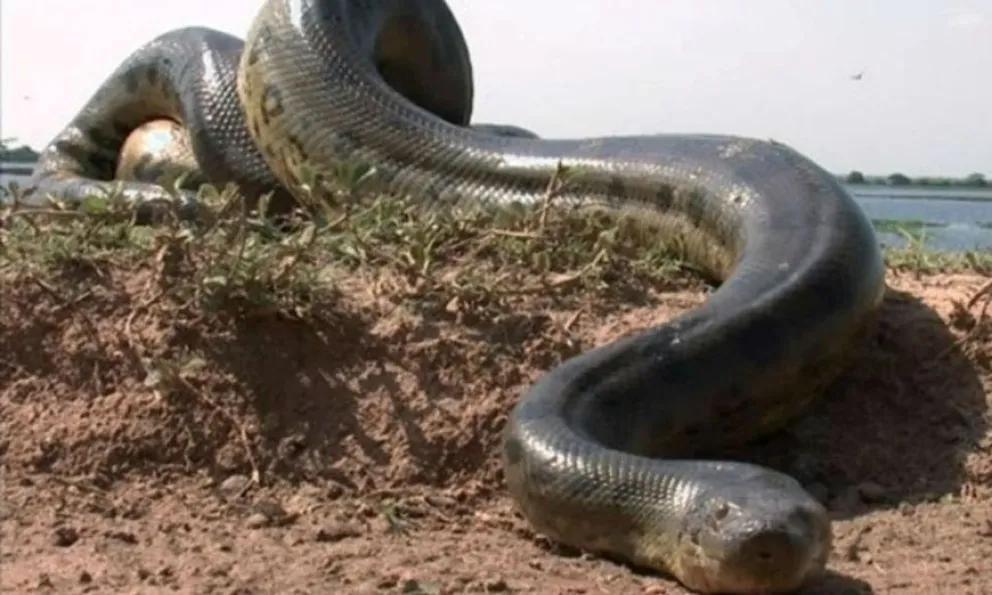 ¡Tremendo! Tres amigos lucharon contra una anaconda para salvar a su perro