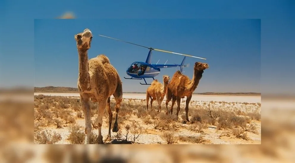 ¿Estremecedor pero necesario?: comenzó la masacre de camellos en Australia
