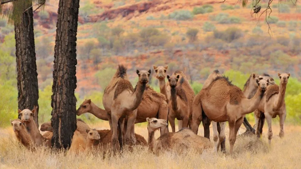 Incendios en Australia: sacrificarán a 10.000 camellos