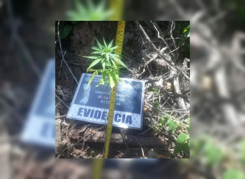 Insólito: encontraron plantines de marihuana en un camping de Aguaray