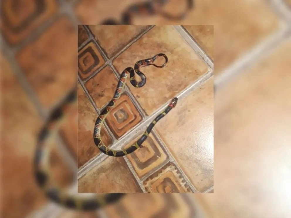 Espanto en un barrio de Salta: hay víboras por todos lados
