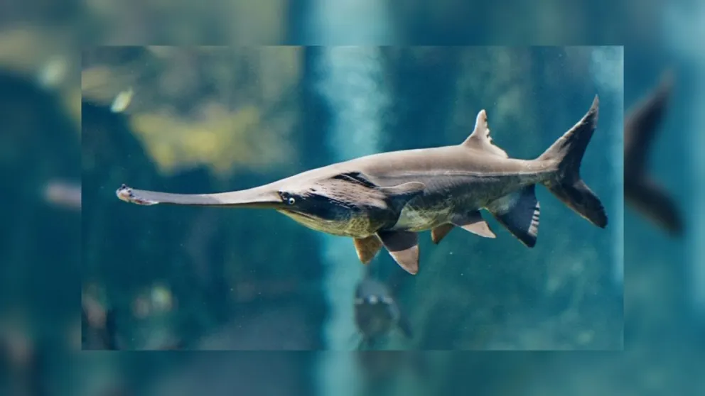 Tristeza: anunciaron el primer animal extinto del año