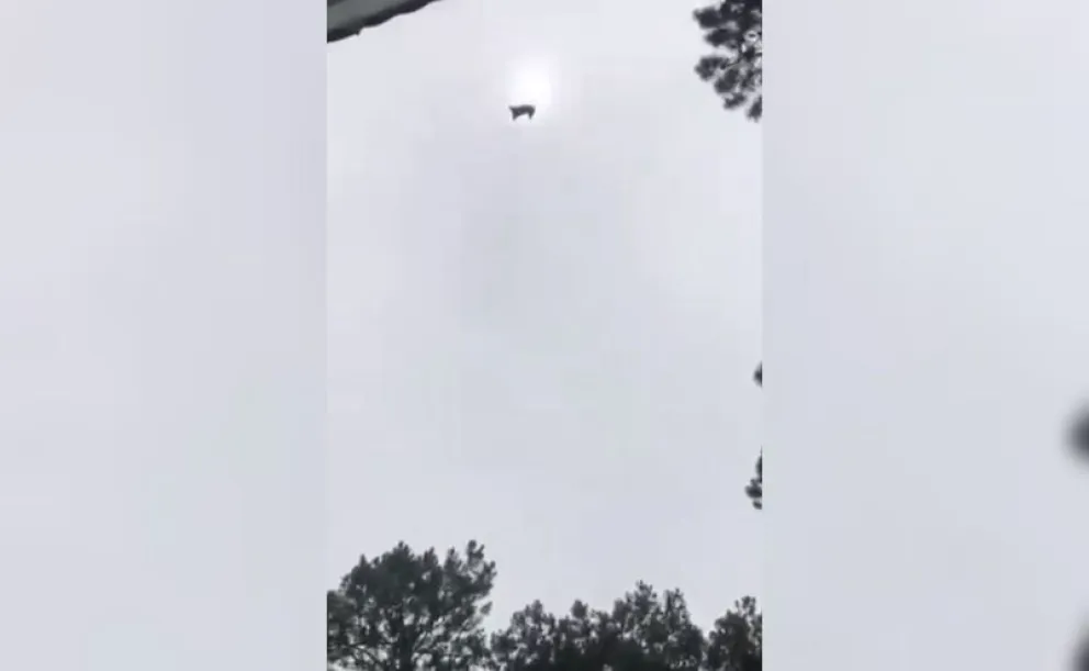 No había necesidad: tiraron un cerdo a una pileta desde un helicóptero