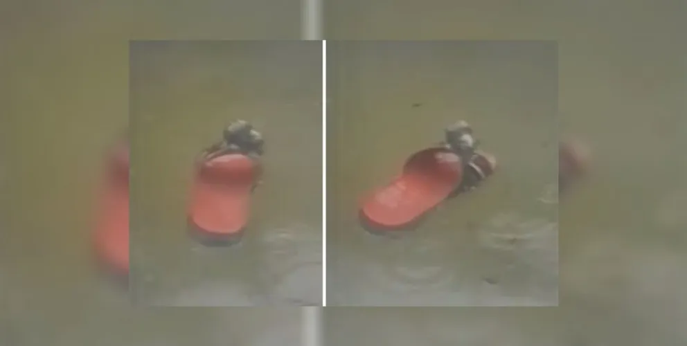 ¿Rendirse? ¡Jamás! Una rata sobrevivió al temporal de una manera insólita. HAY VIDEO